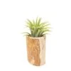 Small Driftwood Container With Ionantha Rubra Air Plant