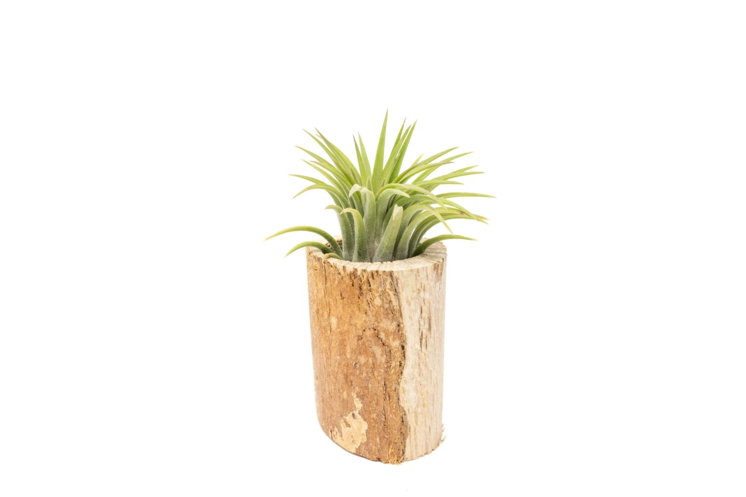 Small Driftwood Container With Ionantha Rubra Air Plant 1 Small Driftwood Container With Ionantha Rubra Air Plant
