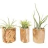 3 Small Driftwood Containers With 3 Assorted Tillandsia Air Plants