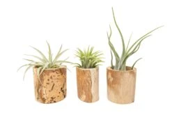 3 Small Driftwood Containers With 3 Assorted Tillandsia Air Plants