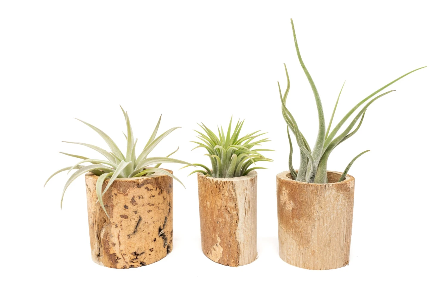 3 Small Driftwood Containers With 3 Assorted Tillandsia Air Plants 1 3 Small Driftwood Containers With 3 Assorted Tillandsia Air Plants