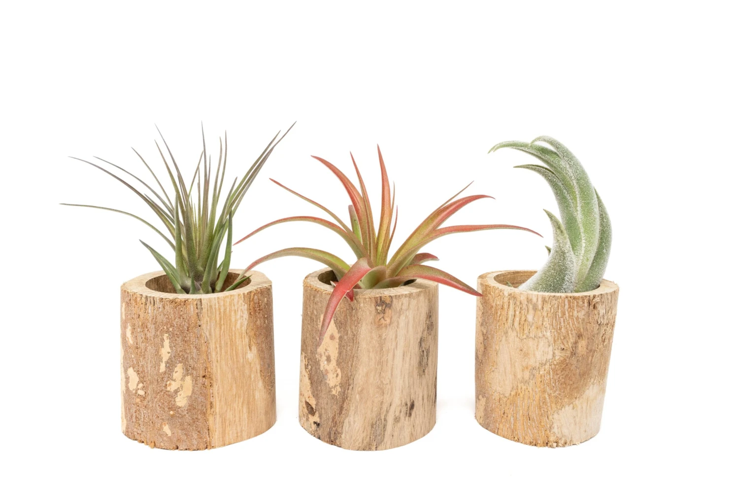 3 Small Driftwood Containers With 3 Assorted Tillandsia Air Plants 2 3 Small Driftwood Containers With 3 Assorted Tillandsia Air Plants - Image 2