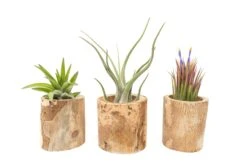 3 Small Driftwood Containers With 3 Assorted Tillandsia Air Plants 9 3 Small Driftwood Containers With 3 Assorted Tillandsia Air Plants -Air plant supply co. Tillandsia Air Plant Driftwood Container Display 22 scaled