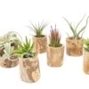 Small Driftwood Container - Choose Your Custom Tillandsia Air Plant