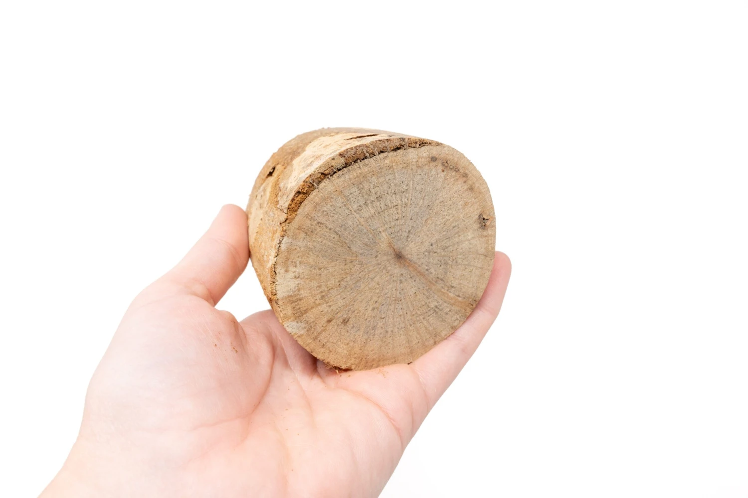 3 Small Driftwood Containers With 3 Assorted Tillandsia Air Plants 7 3 Small Driftwood Containers With 3 Assorted Tillandsia Air Plants - Image 7