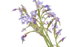 Tillandsia Duratii - Multiple Sizes - Limited Quantities -Air plant supply co. Tillandsia Air Plant Duratii Bloom 1 scaled