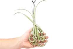 Tillandsia Duratii - Multiple Sizes - Limited Quantities -Air plant supply co. Tillandsia Air Plant Duratii Hook 20 scaled