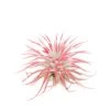 Color Enhanced Peppermint Swirl Tectorum Air Plants