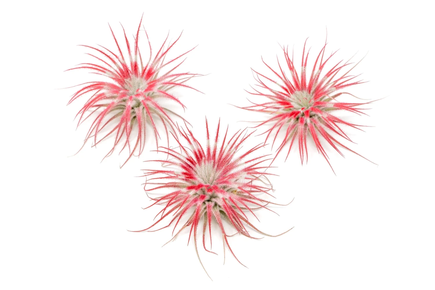 Color Enhanced Peppermint Swirl Tectorum Air Plants 2 Color Enhanced Peppermint Swirl Tectorum Air Plants - Image 2