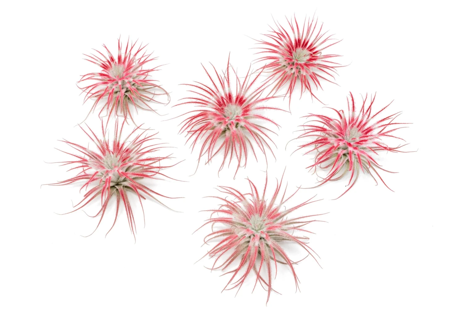 Color Enhanced Peppermint Swirl Tectorum Air Plants 3 Color Enhanced Peppermint Swirl Tectorum Air Plants - Image 3