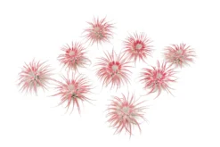 Color Enhanced Peppermint Swirl Tectorum Air Plants -Air plant supply co. Tillandsia Air Plant Enhanced Colorful Painted Holiday Peppermint 4 scaled