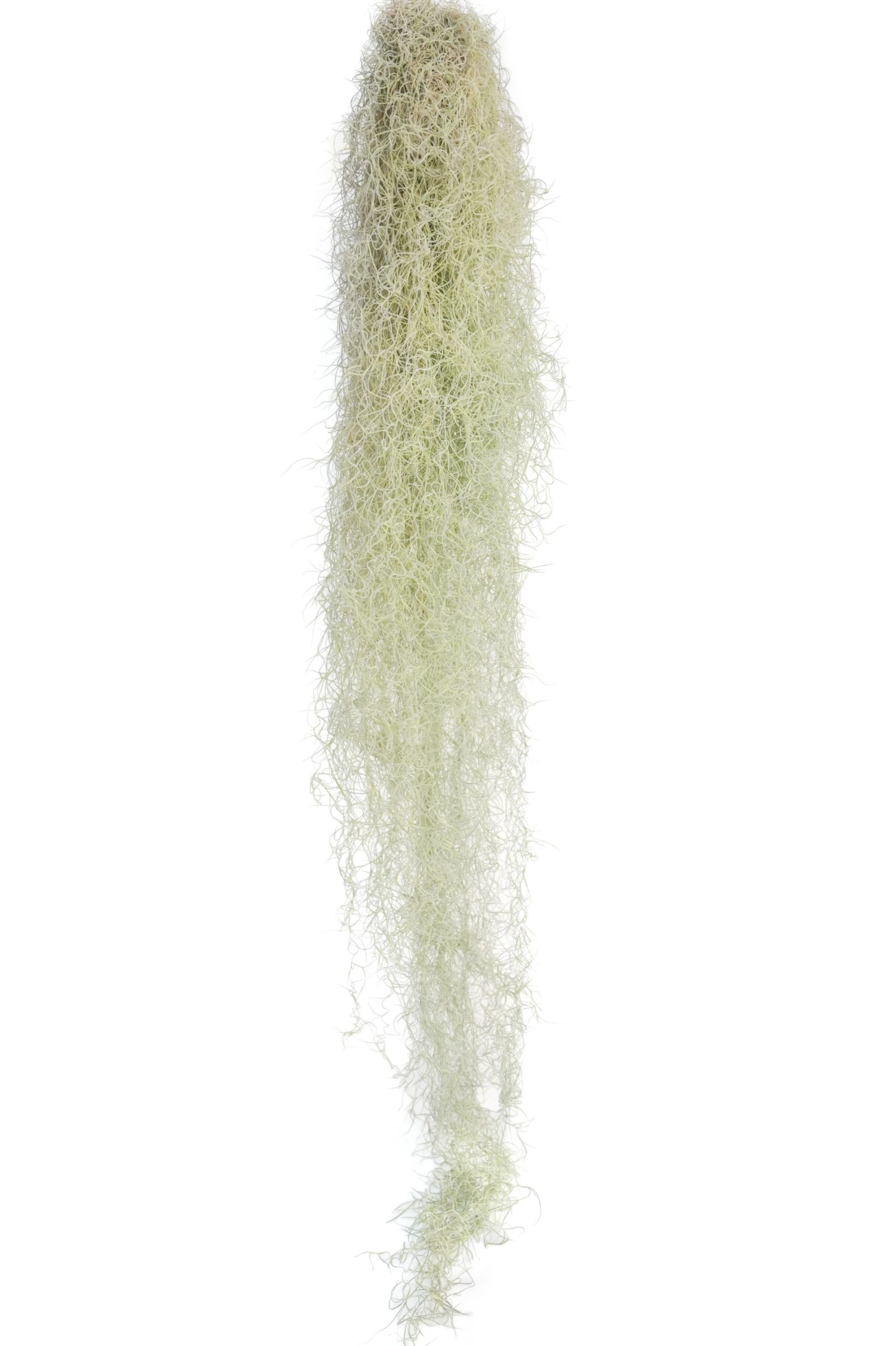 XL Colombia Thick Spanish Moss - Tillandsia Usneoides - GIANT Clump 2 XL Colombia Thick Spanish Moss - Tillandsia Usneoides - GIANT Clump - Image 2