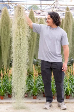 XL Colombia Thick Spanish Moss - Tillandsia Usneoides - GIANT Clump -Air plant supply co. Tillandsia Air Plant Extra Large Spanish Moss Usneoides 1 scaled