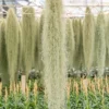 XL Colombia Thick Spanish Moss - Tillandsia Usneoides - GIANT Clump