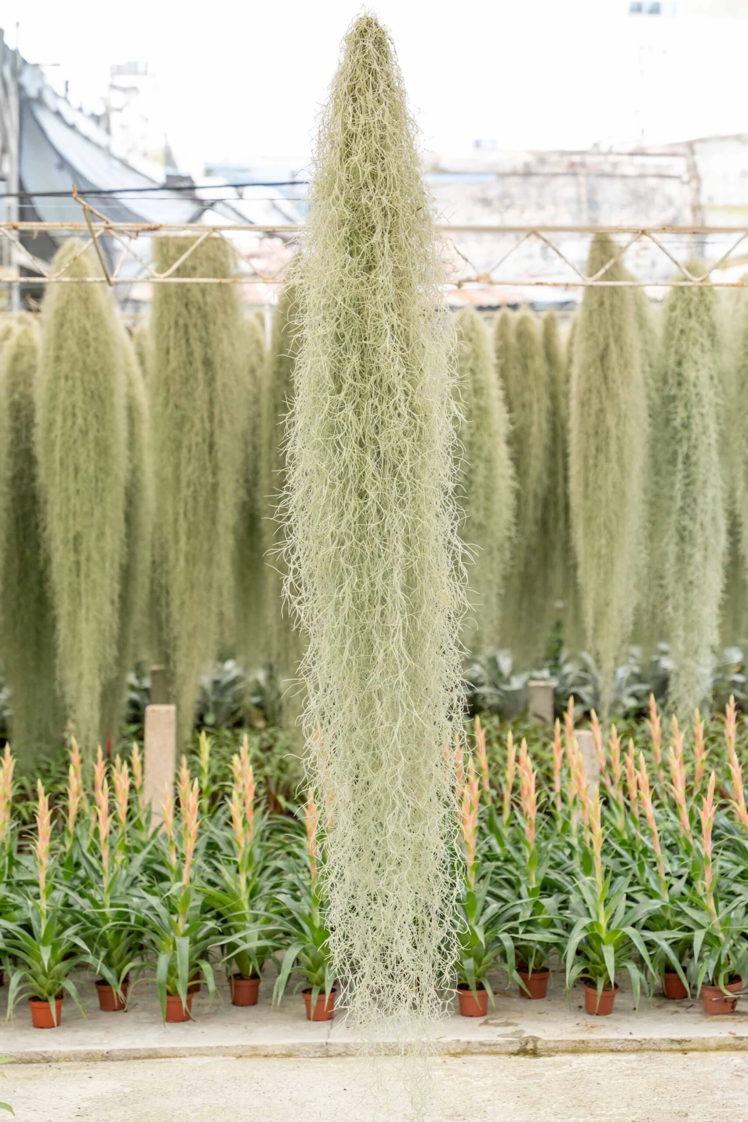 XL Colombia Thick Spanish Moss - Tillandsia Usneoides - GIANT Clump 1 XL Colombia Thick Spanish Moss - Tillandsia Usneoides - GIANT Clump