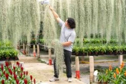 XL Colombia Thick Spanish Moss - Tillandsia Usneoides - GIANT Clump 6 XL Colombia Thick Spanish Moss - Tillandsia Usneoides - GIANT Clump -Air plant supply co. Tillandsia Air Plant Extra Large Spanish Moss Usneoides 3