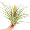 Tillandsia Fasciculata 'Tropiflora' Air Plant