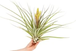 Tillandsia Fasciculata 'Tropiflora' Air Plant