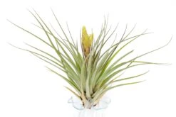 Tillandsia Fasciculata 'Tropiflora' Air Plant -Air plant supply co. Tillandsia Air Plant Fasciculata Tropiflora 2