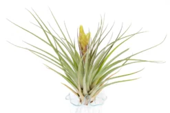 Tillandsia Fasciculata 'Tropiflora' Air Plant -Air plant supply co. Tillandsia Air Plant Fasciculata Tropiflora 2 scaled
