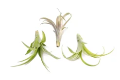 Tillandsia Flabellata Air Plants -Air plant supply co. Tillandsia Air Plant Flabellata 1 cc814229 e695 4e9e b4d8 2d2034ae0b63 scaled