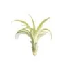 Tillandsia Flabellata Air Plants