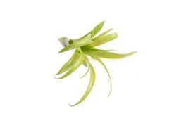SALE - Tillandsia Flabellata Air Plants - Set Of 5 Or 10 - 50% Off -Air plant supply co. Tillandsia Air Plant Flabellata 3