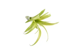 SALE - Tillandsia Flabellata Air Plants - Set Of 5 Or 10 - 50% Off -Air plant supply co. Tillandsia Air Plant Flabellata 3 scaled