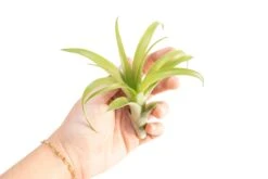 Tillandsia Flabellata Air Plants -Air plant supply co. Tillandsia Air Plant Flabellata 4 9ca44fb9 c01a 4be0 a06e 9ed032277dbb