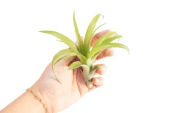 Tillandsia Flabellata Air Plants -Air plant supply co. Tillandsia Air Plant Flabellata 4 9ca44fb9 c01a 4be0 a06e 9ed032277dbb scaled
