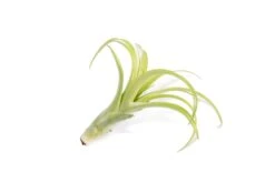 SALE - Tillandsia Flabellata Air Plants - Set Of 5 Or 10 - 50% Off -Air plant supply co. Tillandsia Air Plant Flabellata 5