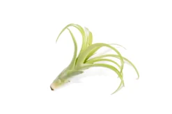 SALE - Tillandsia Flabellata Air Plants - Set Of 5 Or 10 - 50% Off -Air plant supply co. Tillandsia Air Plant Flabellata 5 scaled