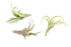 Tillandsia Flabellata Air Plants -Air plant supply co. Tillandsia Air Plant Flabellata 6