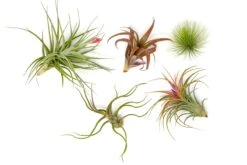 Premium Florida-Grown Collection Of Tillandsia Air Plants 8 Premium Florida-Grown Collection Of Tillandsia Air Plants -Air plant supply co. Tillandsia Air Plant Florida Grown Variety Pack 1
