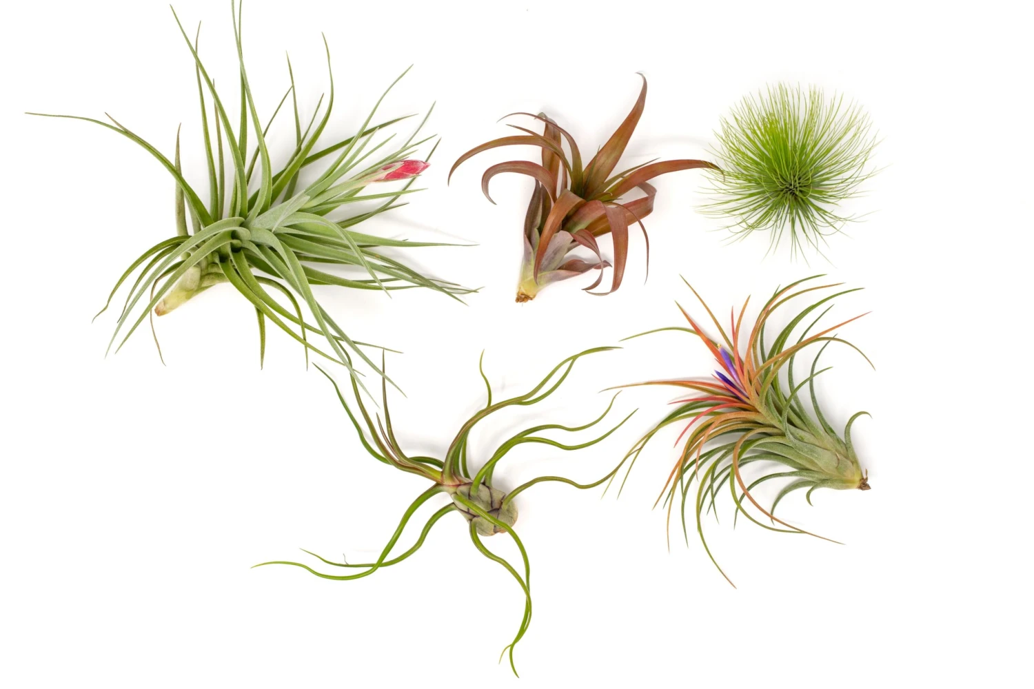 Premium Florida-Grown Collection Of Tillandsia Air Plants 4 Premium Florida-Grown Collection Of Tillandsia Air Plants - Image 4
