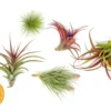Premium Florida-Grown Collection Of Tillandsia Air Plants