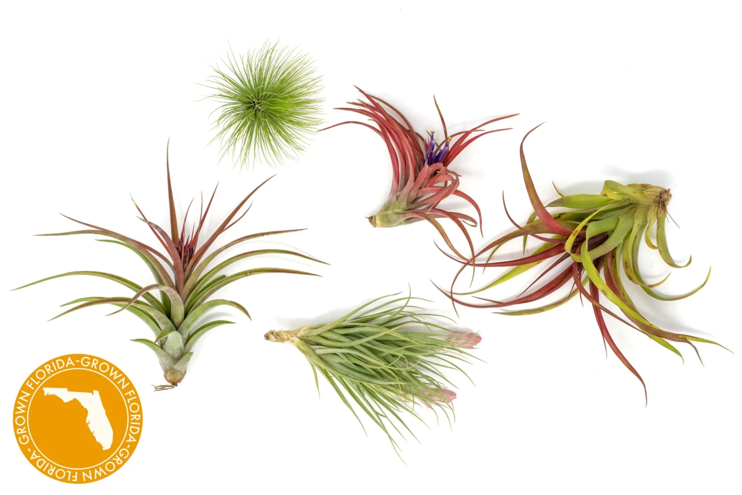 Premium Florida-Grown Collection Of Tillandsia Air Plants 1 Premium Florida-Grown Collection Of Tillandsia Air Plants