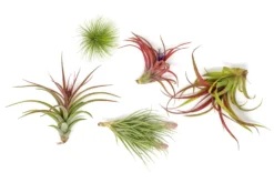 Premium Florida-Grown Collection Of Tillandsia Air Plants -Air plant supply co. Tillandsia Air Plant Florida Grown Variety Pack 2 scaled