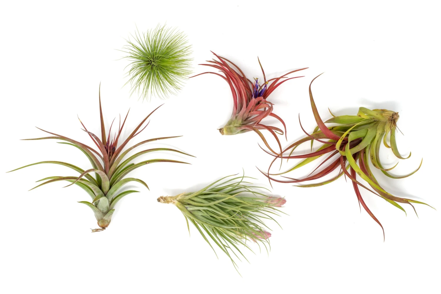 Premium Florida-Grown Collection Of Tillandsia Air Plants 3 Premium Florida-Grown Collection Of Tillandsia Air Plants - Image 3