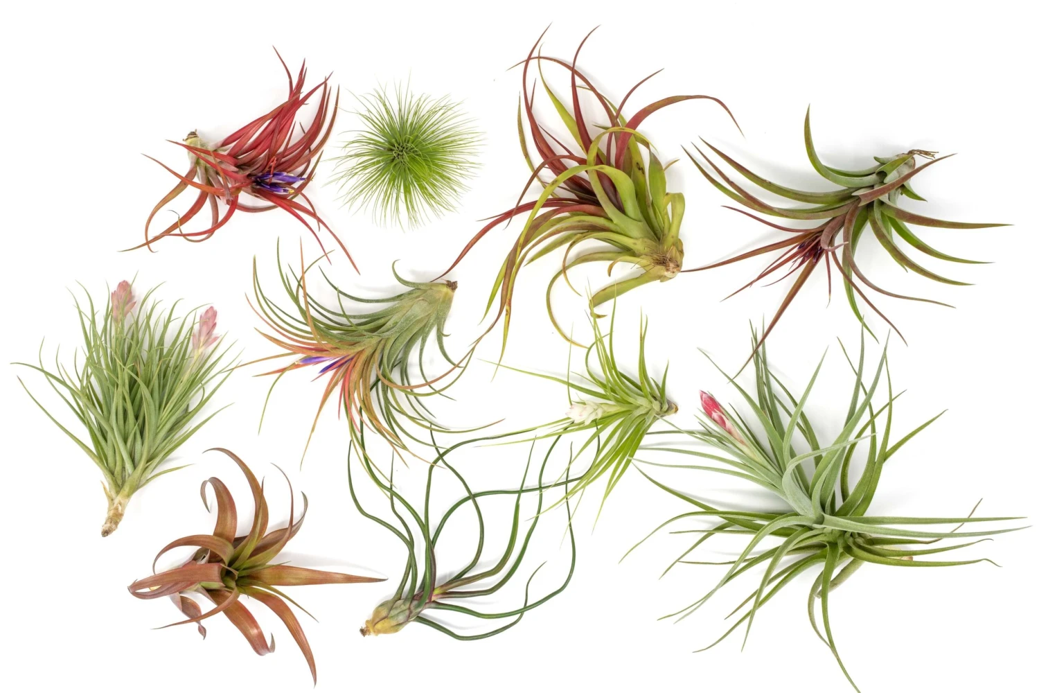 Premium Florida-Grown Collection Of Tillandsia Air Plants 2 Premium Florida-Grown Collection Of Tillandsia Air Plants - Image 2