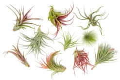 Premium Florida-Grown Collection Of Tillandsia Air Plants -Air plant supply co. Tillandsia Air Plant Florida Grown Variety Pack 4 scaled
