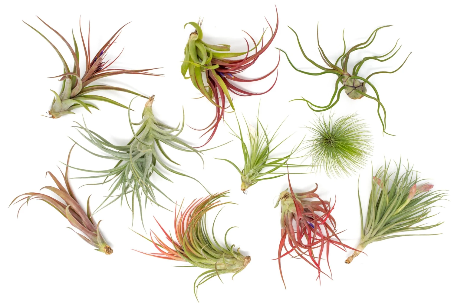 Premium Florida-Grown Collection Of Tillandsia Air Plants 5 Premium Florida-Grown Collection Of Tillandsia Air Plants - Image 5
