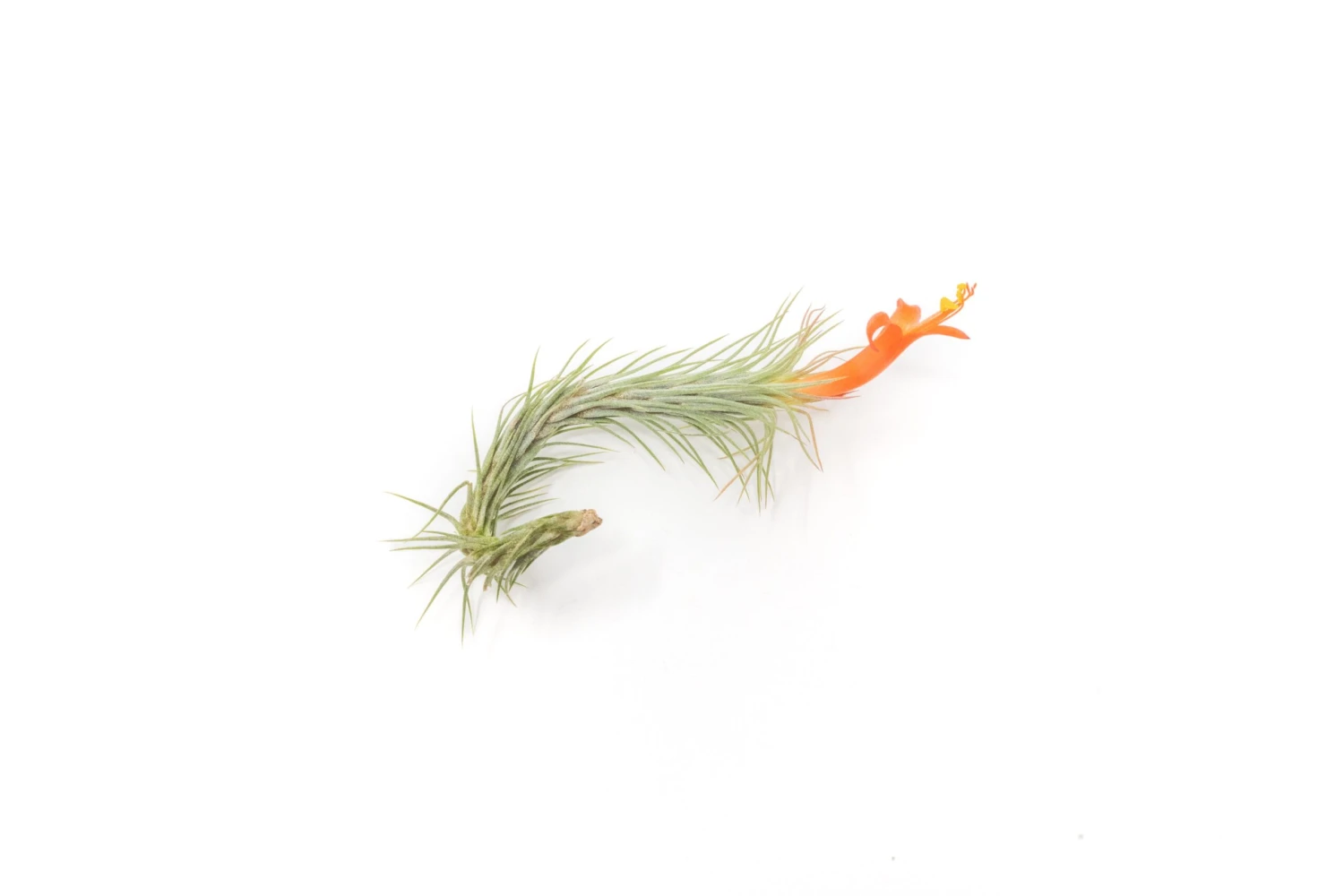 Large Hanging Cluster - Tillandsia Funckiana Air Plants - Limited Quantities 6 Large Hanging Cluster - Tillandsia Funckiana Air Plants - Limited Quantities - Image 6