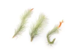 Tillandsia Funckiana Air Plants -Air plant supply co. Tillandsia Air Plant Funckiana 3