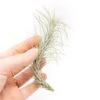 Tillandsia Funckiana Air Plants