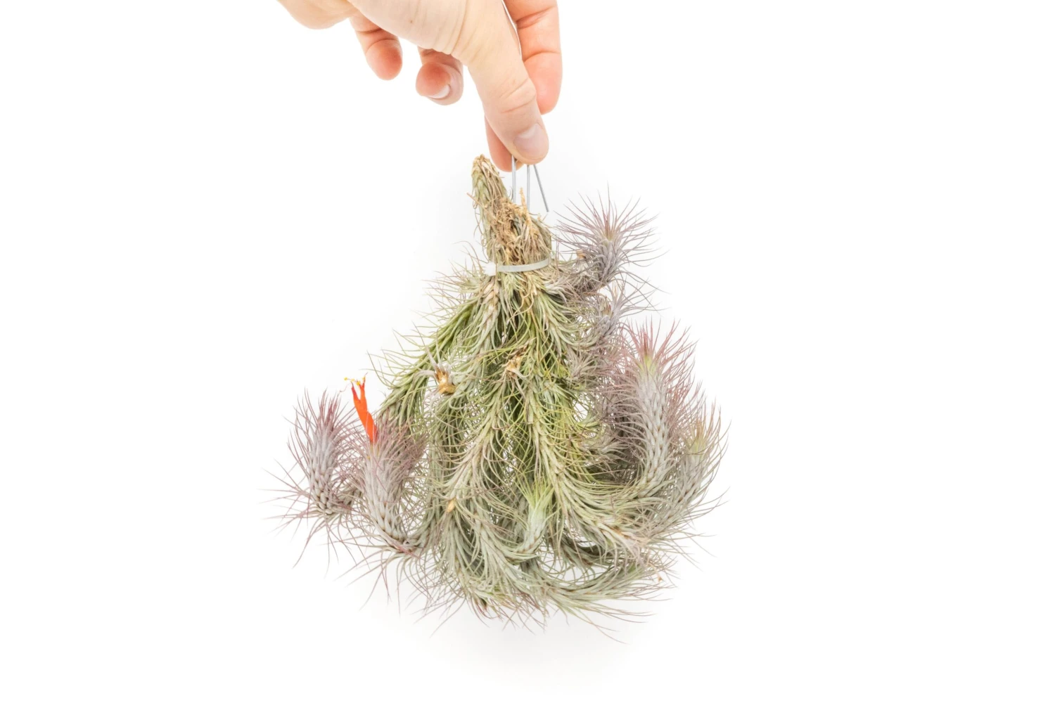 Large Hanging Cluster - Tillandsia Funckiana Air Plants - Limited Quantities 1 Large Hanging Cluster - Tillandsia Funckiana Air Plants - Limited Quantities