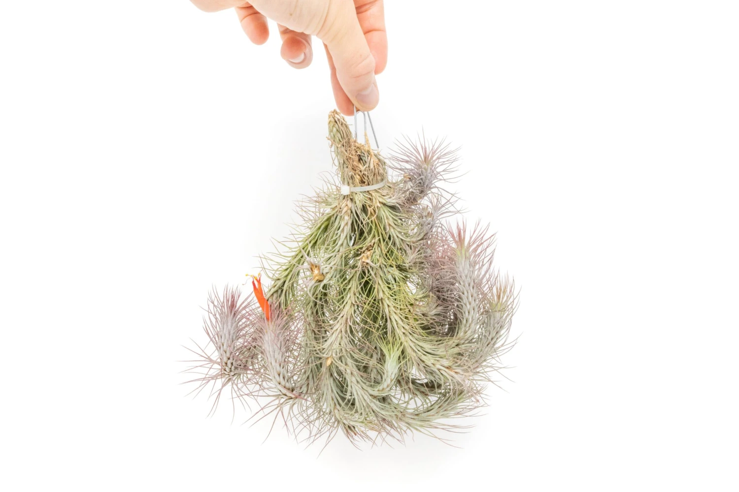 Large Hanging Cluster - Tillandsia Funckiana Air Plants - Limited Quantities 2 Large Hanging Cluster - Tillandsia Funckiana Air Plants - Limited Quantities - Image 2