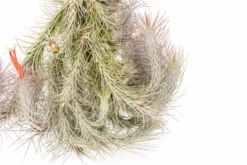 Large Hanging Cluster - Tillandsia Funckiana Air Plants - Limited Quantities -Air plant supply co. Tillandsia Air Plant Funckiana Clump 3 scaled