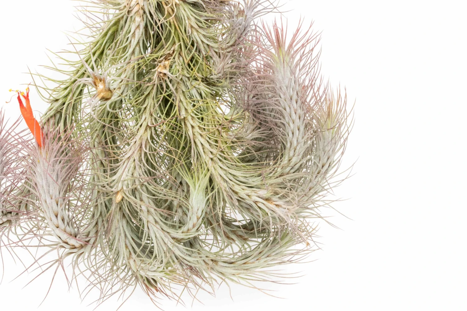 Large Hanging Cluster - Tillandsia Funckiana Air Plants - Limited Quantities 4 Large Hanging Cluster - Tillandsia Funckiana Air Plants - Limited Quantities - Image 4