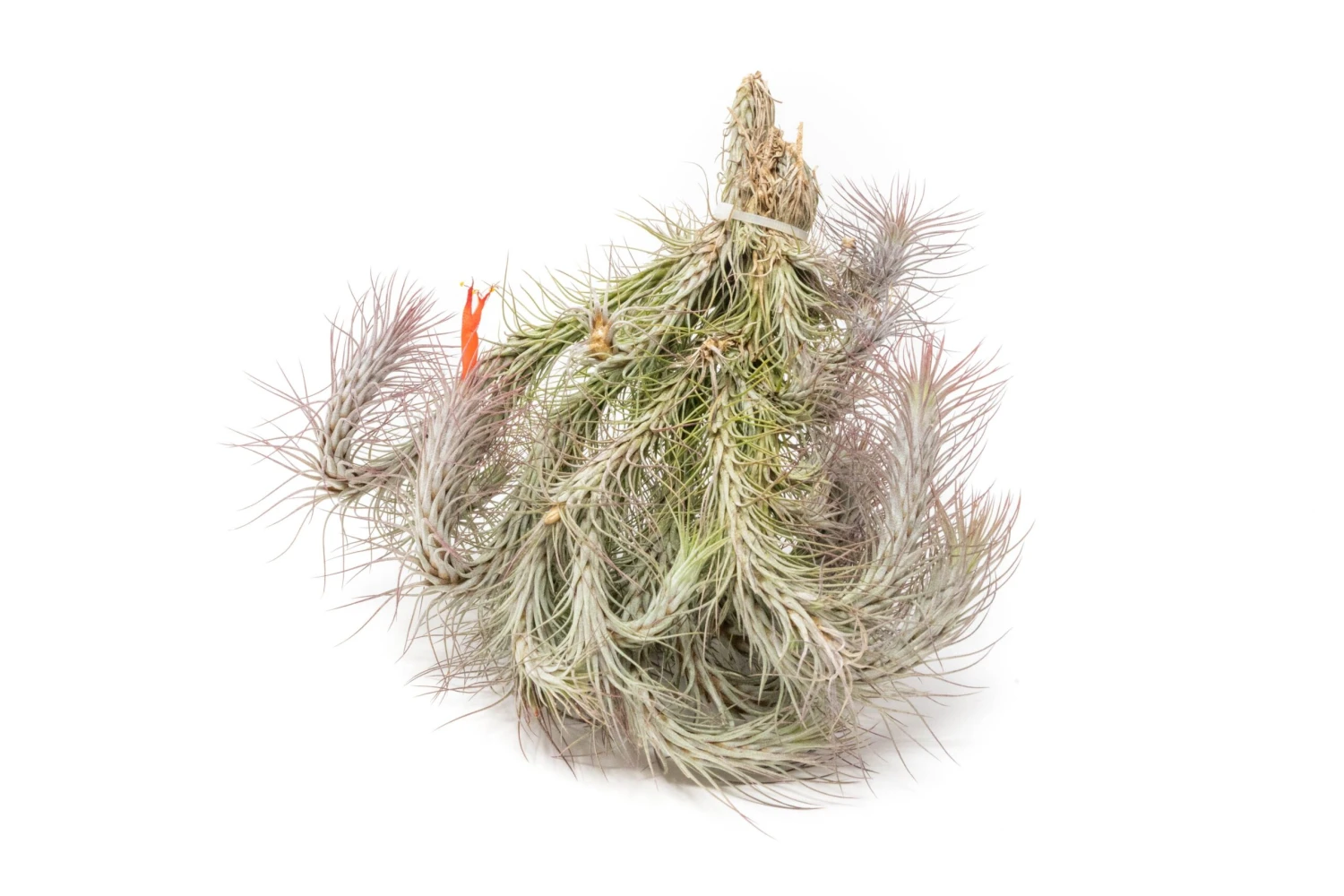 Large Hanging Cluster - Tillandsia Funckiana Air Plants - Limited Quantities 3 Large Hanging Cluster - Tillandsia Funckiana Air Plants - Limited Quantities - Image 3
